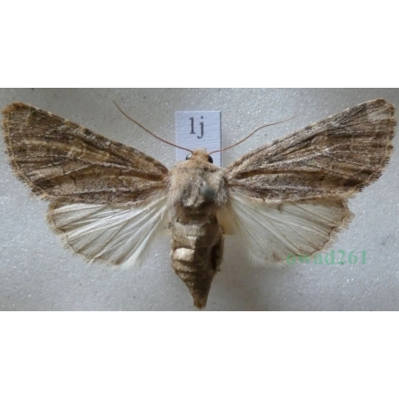 Luperina testacea (Denis & Schiffermüller, 1775) Czech1j